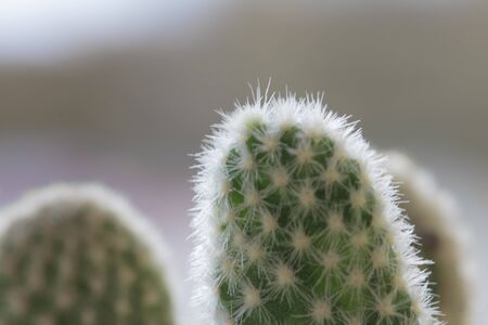 Close-up of spines on cactus with copy spaceの写真素材