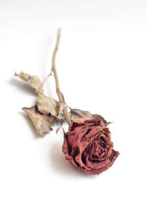 Close-upwithering red roses on white backgroundの写真素材