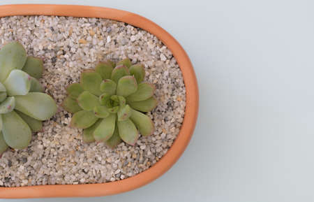 Little Aeonium in a pot with stone on a white backgroundの写真素材