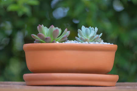 Little Aeonium in a pot with stone on On the deskの写真素材