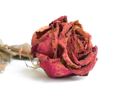 Close-upwithering red roses on white background