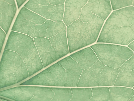 Closeup green leaf pattern texture for background