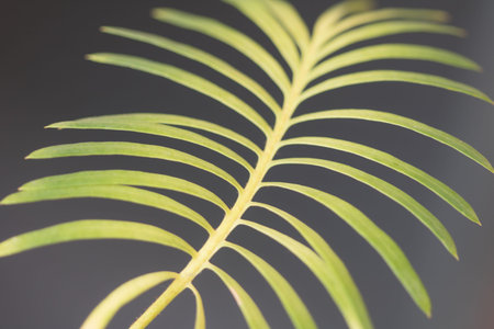 Close-up  Sago palm leaves background in garden