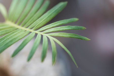 Close-up  Sago palm leaves background in garden