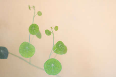 Stephania erecta  Leaves In the village soft blur background in pastel tonesの写真素材