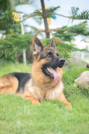 German Shepherd dog outside sitting in grass on a sunny dayの写真素材