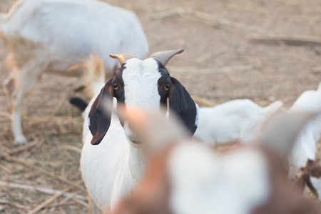 raising goats for food in rural areas .make the goat happyの写真素材