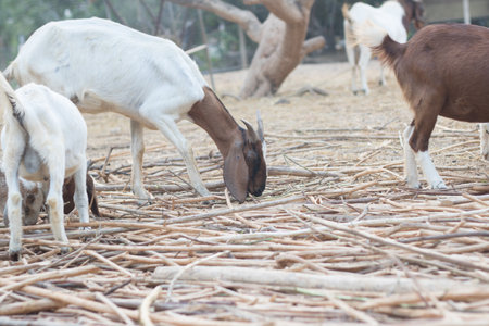raising goats for food in rural areas .make the goat happyの写真素材