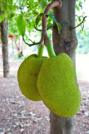 Jackfruit of Thailandの写真素材