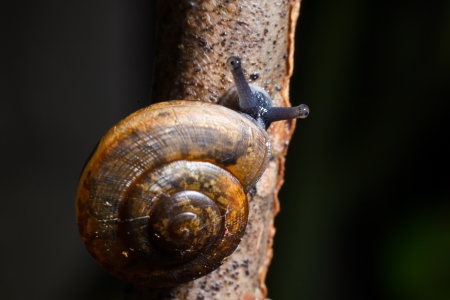 Macro snail on the treeの写真素材