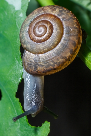 Close-up snail eating green leafの写真素材