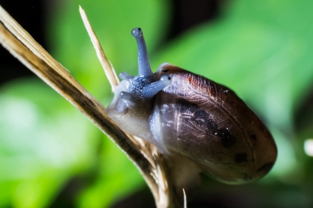 Blue snail with brown shell looking the cameraの写真素材