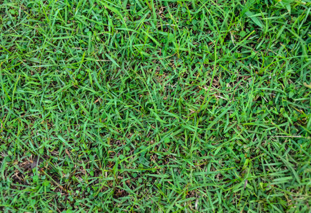 green grass background