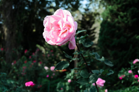 pink rose in the gardenの写真素材