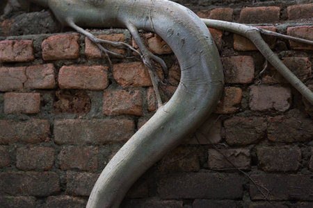 Closeup roots of trees grip wall of the old church wat som det sangkraburi.の写真素材