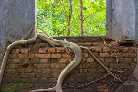 Windows of an old church wat som det sangkraburi with roots of trees grip inwards.の写真素材