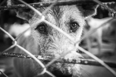 Stray Dogの写真素材