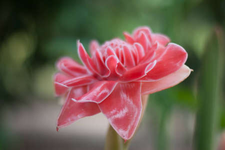 Beautiful red flowerの写真素材