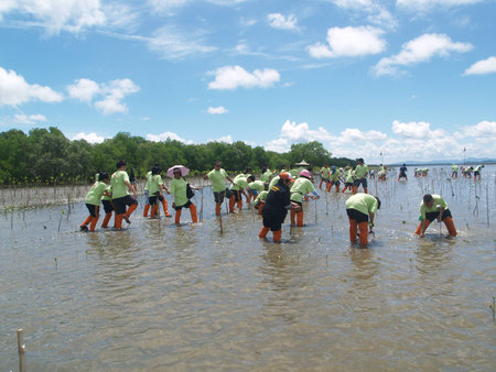 mangrove forest planting Thailand.の写真素材