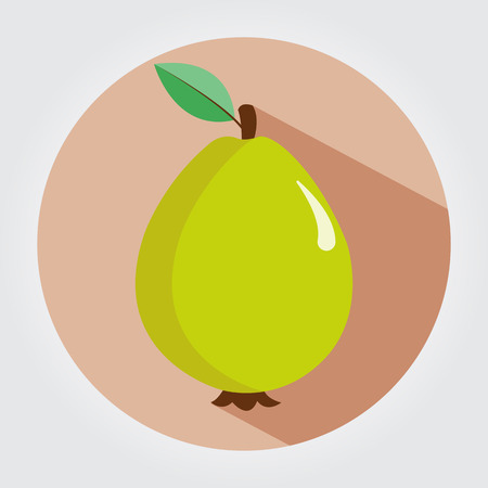 Guava fruit on a white space with shadows. Vector illustration.のイラスト素材