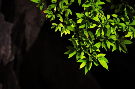 Leaves at Phrayanakorn Cave, Thailandの写真素材
