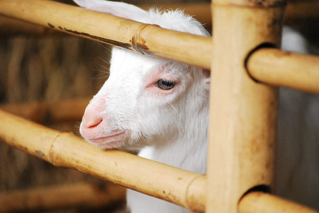 Goat is waiting fresh milk in float market,Patthaya thailandの写真素材