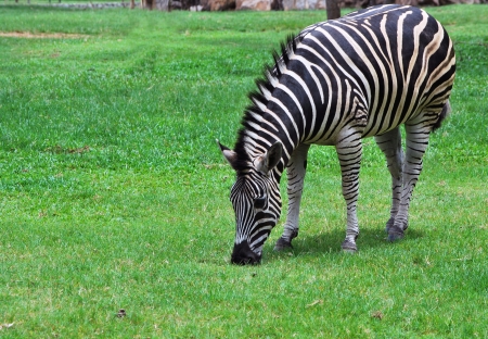 zebra on greenの写真素材