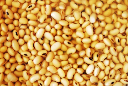 soy beansの写真素材