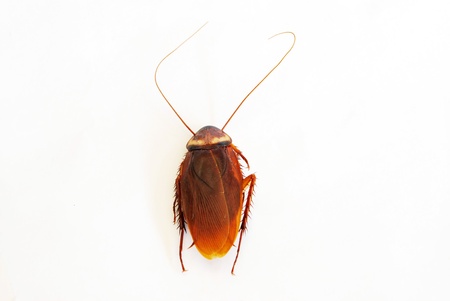 Dead cockroach isolated on a white background  の写真素材