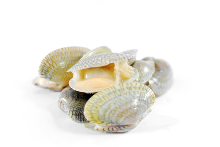 Fresh raw Surf clam von white backgroundの写真素材