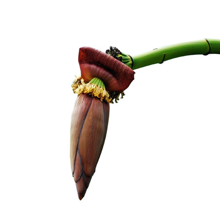 Banana flower isolated on white backgroundの写真素材