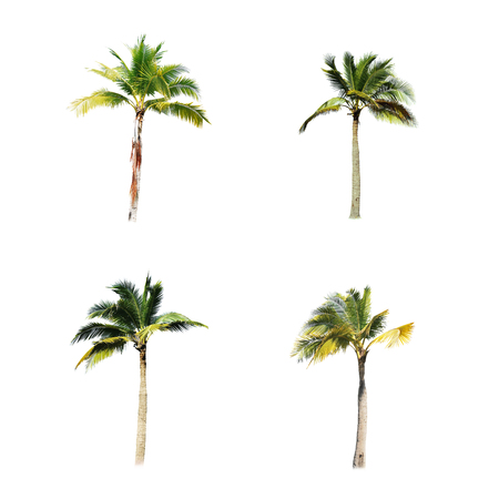 coconut trees on white backgroundの写真素材