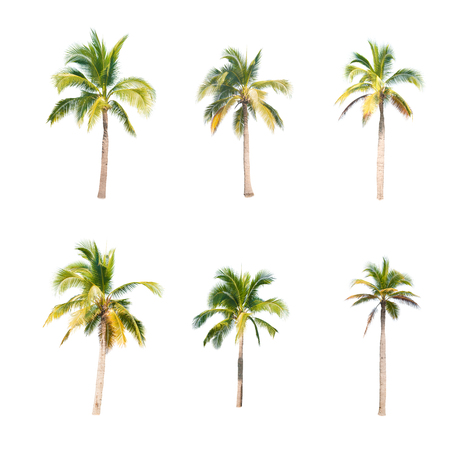 coconut trees on white backgroundの写真素材