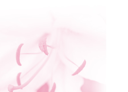 Close up of Rangipani plumeria Spa Flowers on sweet and soft backgroundの写真素材