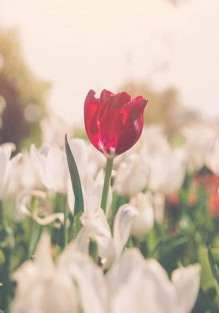 Beautiful flower  blooming in the garden.の写真素材