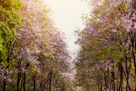 Lagerstroemia loudonii flower tree on blue sky backgroundの写真素材