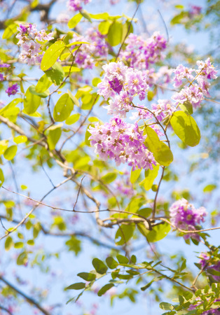 Lagerstroemia loudonii flower tree on blue sky backgroundの写真素材