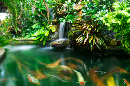 Green garden with koi fish ,the exterior home style with soft light morning.の写真素材