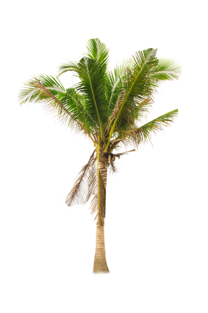 Asian trees isolate on white backgroundの写真素材