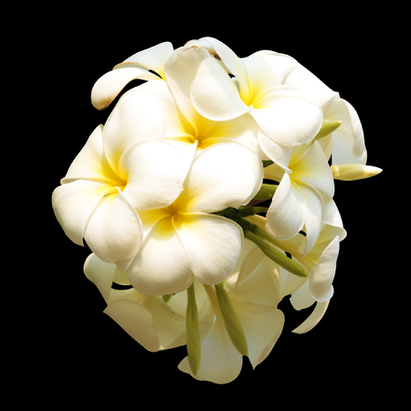 Rangipani plumeria Spa Flowers isolated on dark backgroundの写真素材