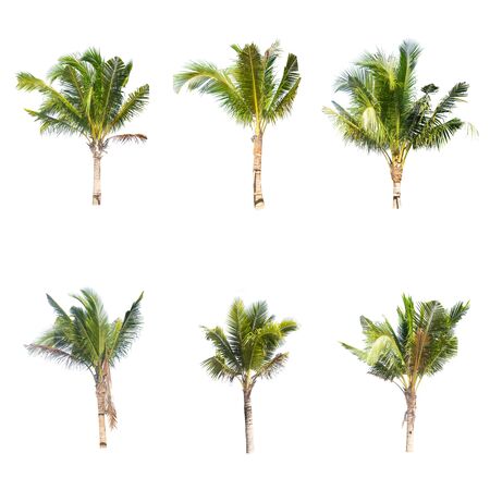 Coconut tree isolated on white backgroundの写真素材