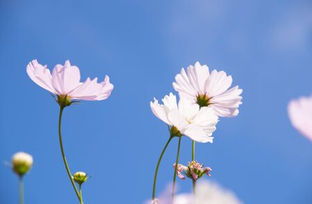 Close up of daisy garden with blue sky backgroundの写真素材