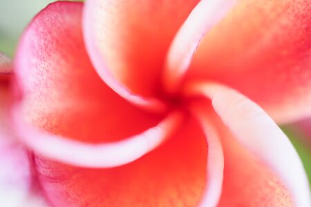 Close up of flower on the park for wallpaper design backgroundの写真素材