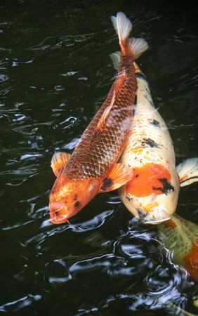 Close up of Koi fish swimming in pondの写真素材