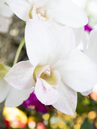 Close up of flower on the park for wallpaper design backgroundの写真素材