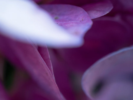 Hydrangea flower background for wallpaper decoration