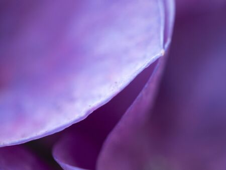 Hydrangea flower background for wallpaper decorationの写真素材