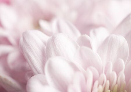 Close up of soft pink flower,love and sweet for wallpaper designの写真素材