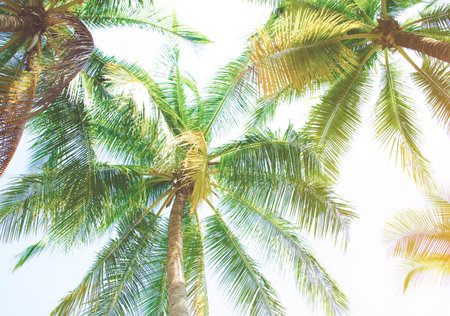Detail of palm trees green leaf in the wind for summer background ,relax and vacation holiday summer...