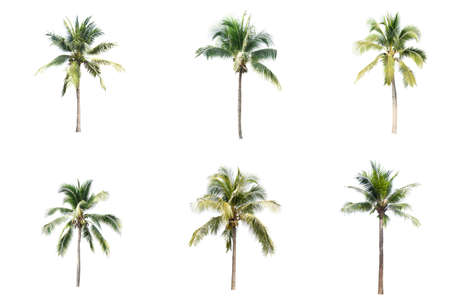 Palm tree or Coconut tree ,a green leaf isolation for summer background ,relax and vacation holiday summer concept